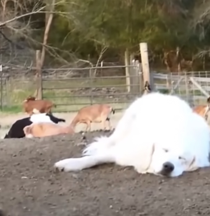 doggoatplay3