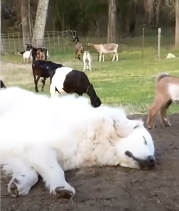 doggoatplay6