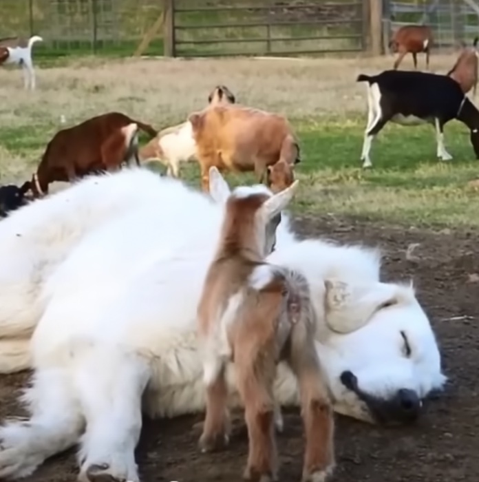 doggoatplay7