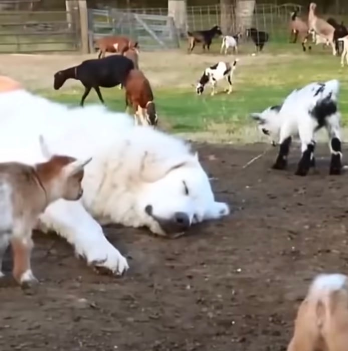 doggoatplay8