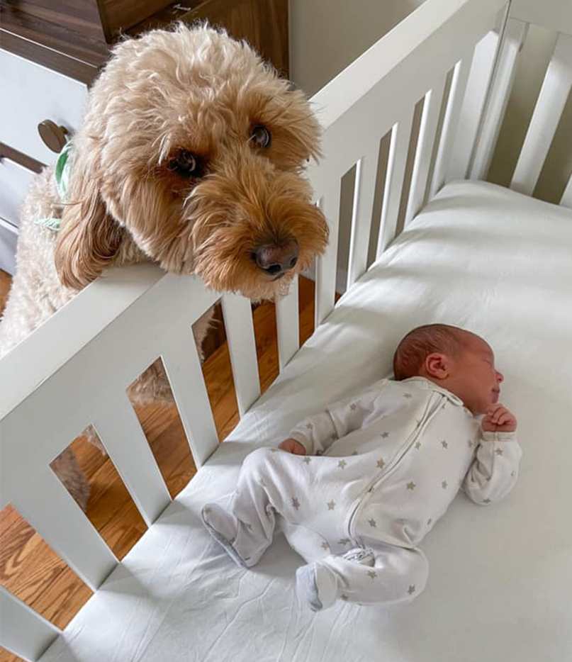 et-baby-dog-23446097