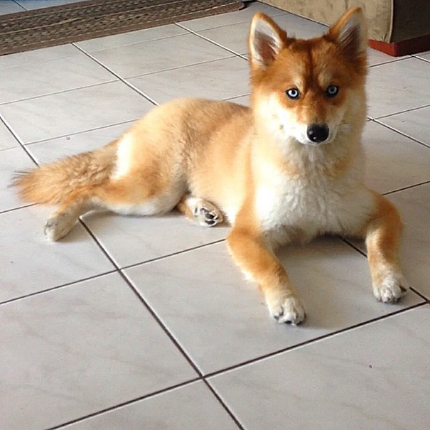 fox-dog-pomeranian-husky-mya-the-pomsky-3-1