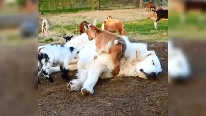 GoatDog-m