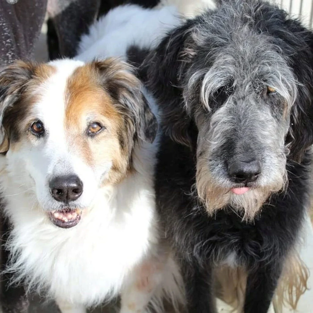 image_2023-03-19_194022239