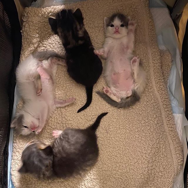 cute, kittens