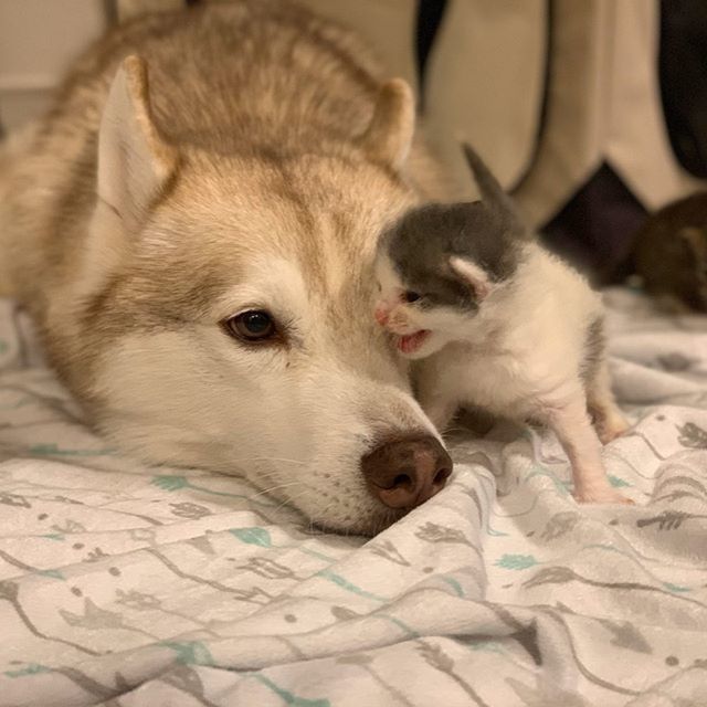 cute, kitten, husky, dog