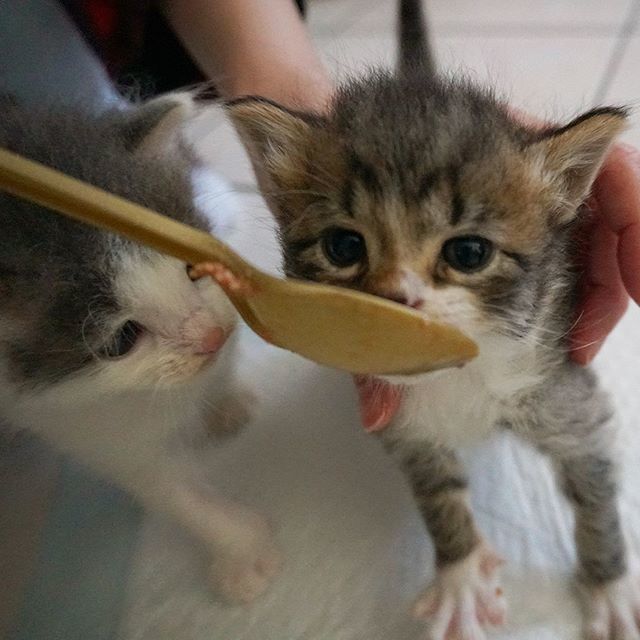 cute, kitten, feeding
