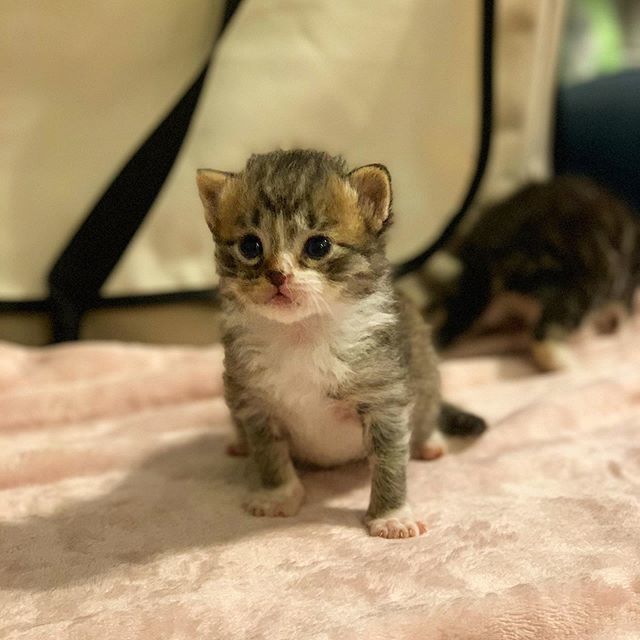 cute, taƄƄy, kitten