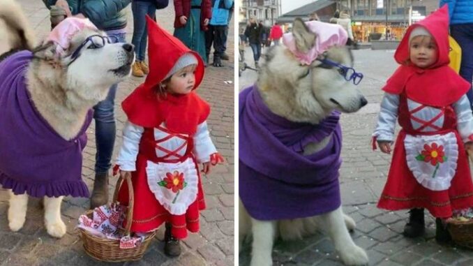 little-child-dressed-up-as-red-riding-hood-and-her-big-bad-wolf-husky-are-so-adorable-they-go-viral-758x397-1-1.jpeg