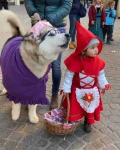 little-child-dressed-up-as-red-riding-hood-and-her-wolf-husky-are-so-adorable-they-go-viral-01-1-608x759-1-240x300-1