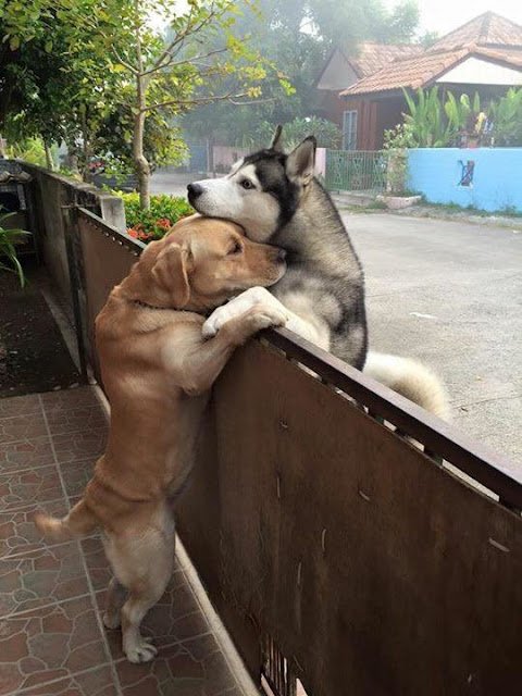 lonely-husky-escapes-from-his-yard-to-go-hug-his-best-friend-3