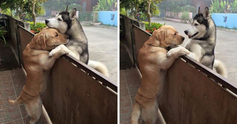 lonely-husky-escapes-from-his-yard-to-go-hug-his-best-friend-758x397-1