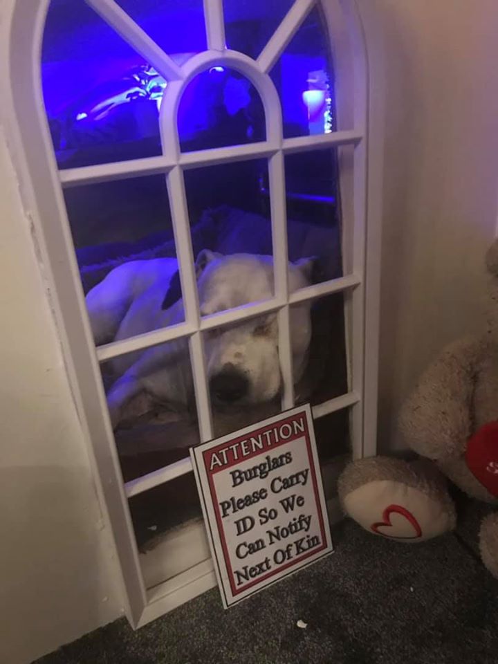 man-builds-his-rescue-dog-with-trust-issues-a-mini-house-in-the-living-room-to-let-him-have-some-alone-time-02