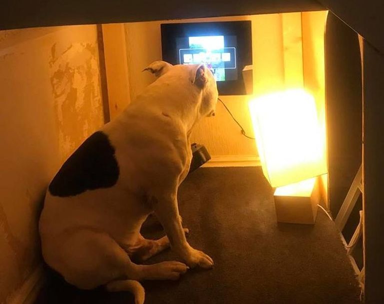 man-builds-his-rescue-dog-with-trust-issues-a-mini-house-in-the-living-room-to-let-him-have-some-alone-time-03