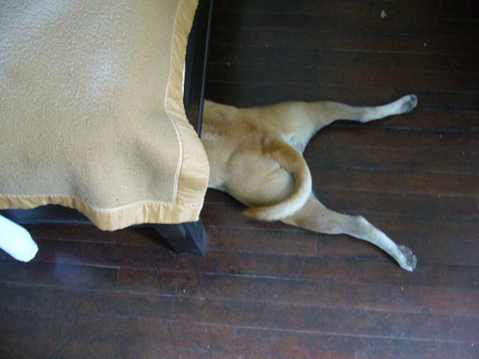 man-builds-his-rescue-dog-with-trust-issues-a-mini-house-in-the-living-room-to-let-him-have-some-alone-time-04