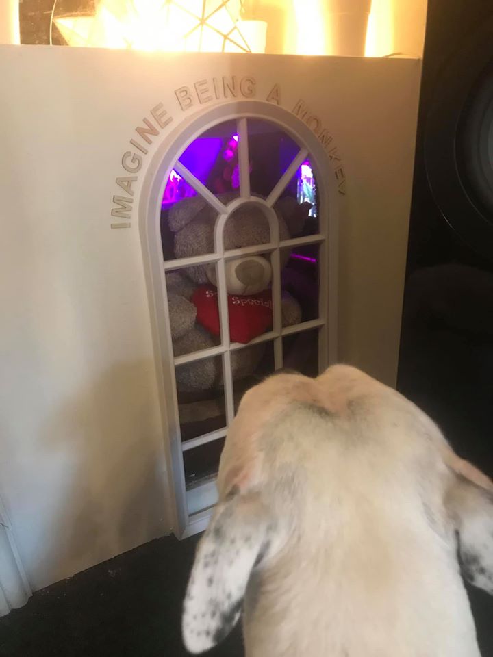 man-builds-his-rescue-dog-with-trust-issues-a-mini-house-in-the-living-room-to-let-him-have-some-alone-time-05