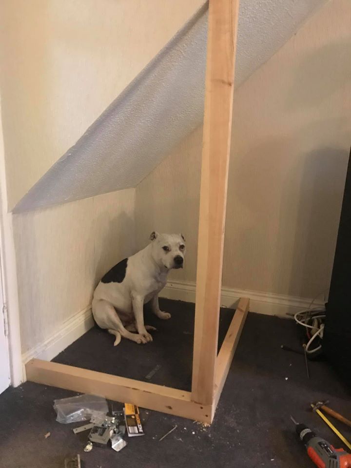 man-builds-his-rescue-dog-with-trust-issues-a-mini-house-in-the-living-room-to-let-him-have-some-alone-time-06