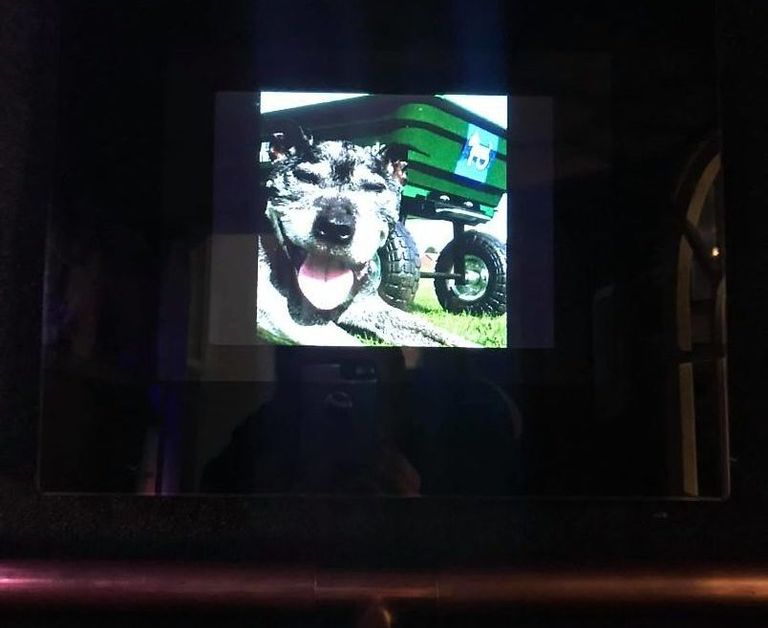 man-builds-his-rescue-dog-with-trust-issues-a-mini-house-in-the-living-room-to-let-him-have-some-alone-time-07