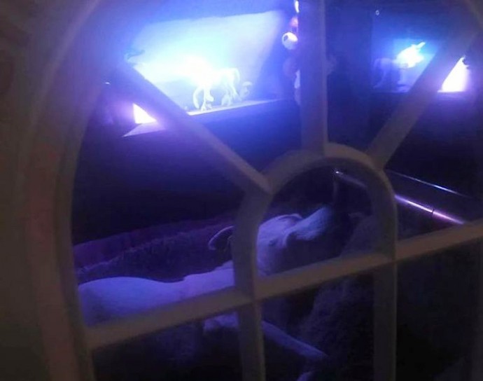 man-builds-his-rescue-dog-with-trust-issues-a-mini-house-in-the-living-room-to-let-him-have-some-alone-time-10