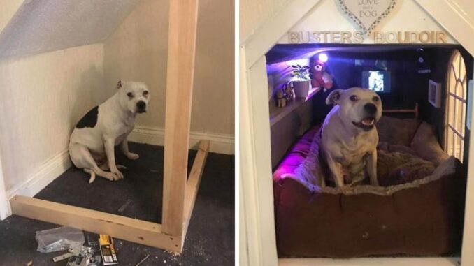 man-builds-his-rescue-dog-with-trust-issues-a-mini-house-in-the-living-room-to-let-him-have-some-alone-time-758x397