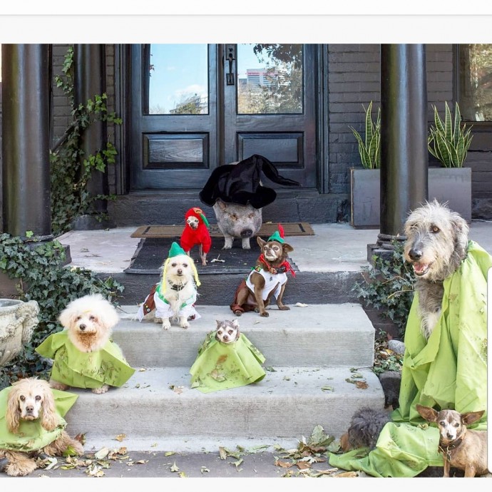 man-dedicates-his-life-to-adopting-senior-dogs-who-can-t-find-a-forever-home-01