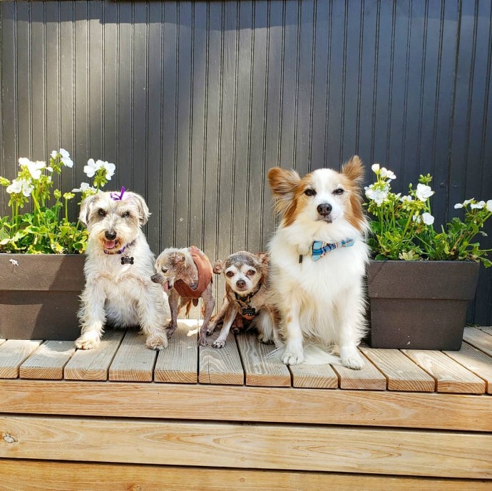 man-dedicates-his-life-to-adopting-senior-dogs-who-can-t-find-a-forever-home-02