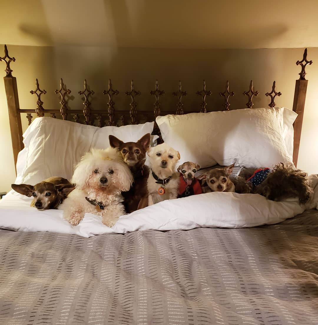man-dedicates-his-life-to-adopting-senior-dogs-who-can-t-find-a-forever-home-03