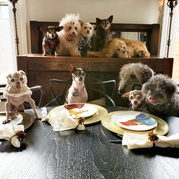 man-dedicates-his-life-to-adopting-senior-dogs-who-can-t-find-a-forever-home-04