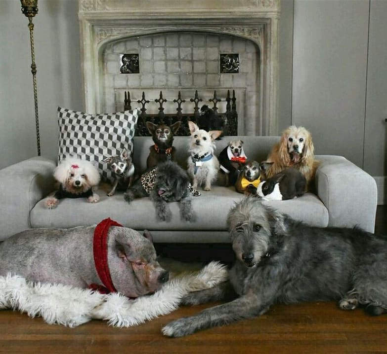 man-dedicates-his-life-to-adopting-senior-dogs-who-can-t-find-a-forever-home-05