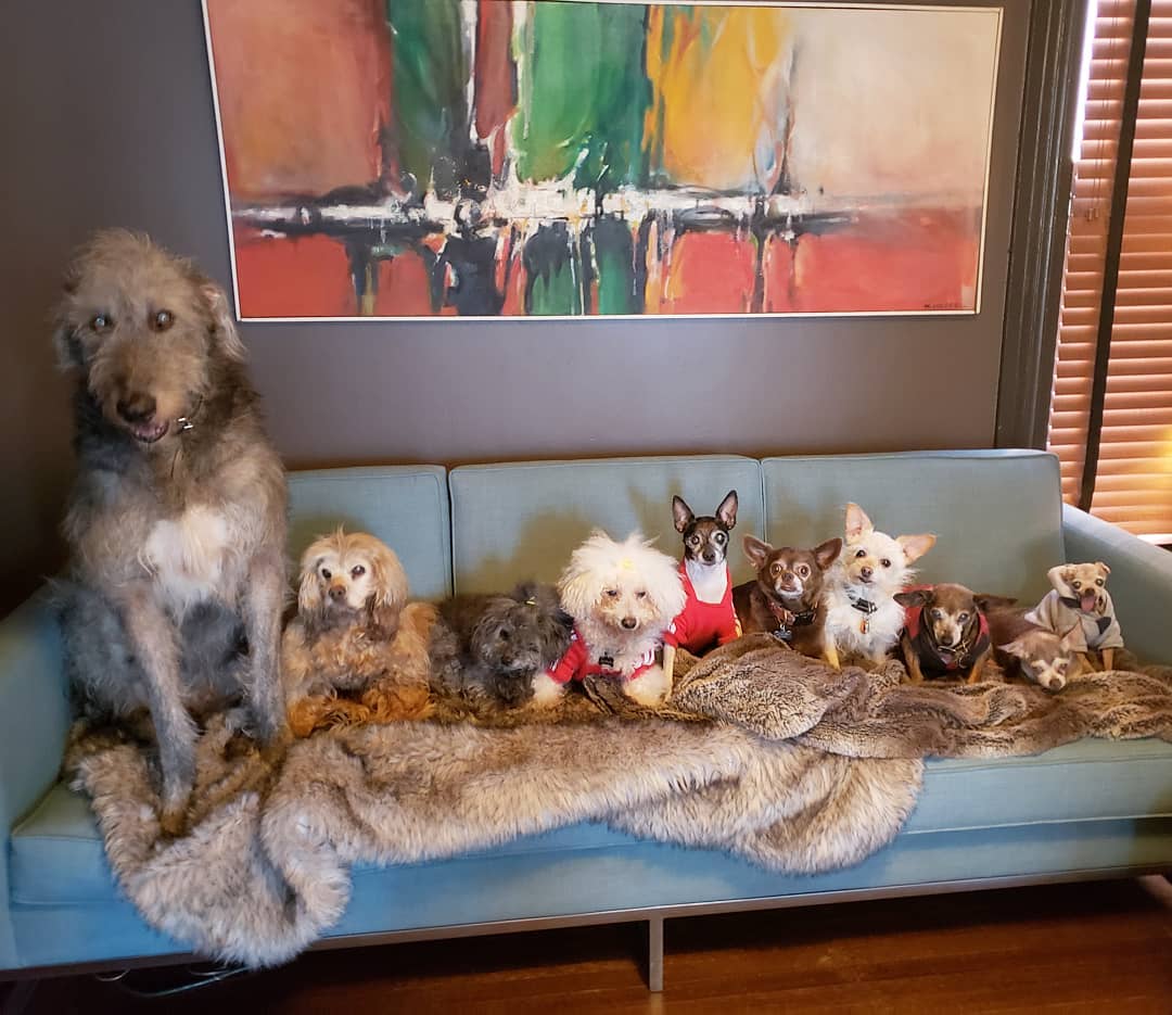 man-dedicates-his-life-to-adopting-senior-dogs-who-can-t-find-a-forever-home-06