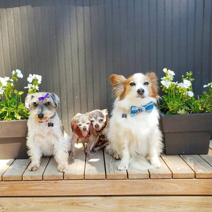 man-dedicates-his-life-to-adopting-senior-dogs-who-can-t-find-a-forever-home-07