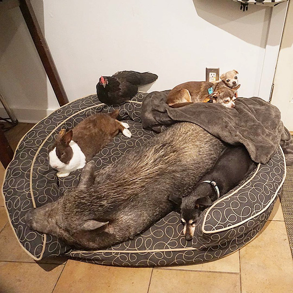 man-dedicates-his-life-to-adopting-senior-dogs-who-can-t-find-a-forever-home-08