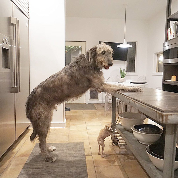 man-dedicates-his-life-to-adopting-senior-dogs-who-can-t-find-a-forever-home-09