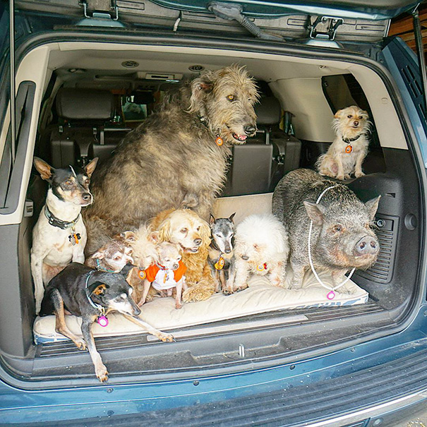man-dedicates-his-life-to-adopting-senior-dogs-who-can-t-find-a-forever-home-11