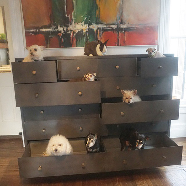 man-dedicates-his-life-to-adopting-senior-dogs-who-can-t-find-a-forever-home-12