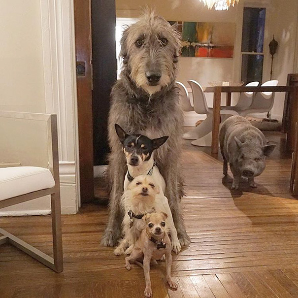 man-dedicates-his-life-to-adopting-senior-dogs-who-can-t-find-a-forever-home-13
