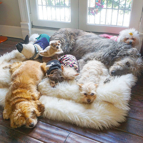 man-dedicates-his-life-to-adopting-senior-dogs-who-can-t-find-a-forever-home-15