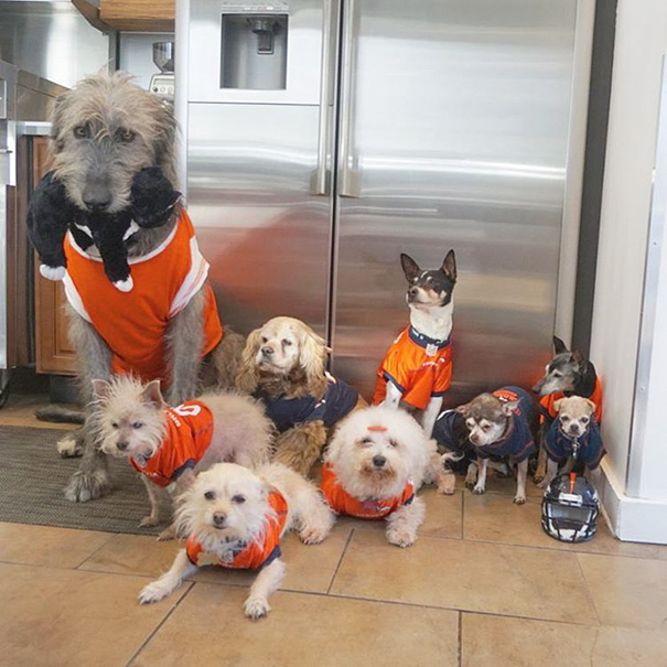 man-dedicates-his-life-to-adopting-senior-dogs-who-can-t-find-a-forever-home-16