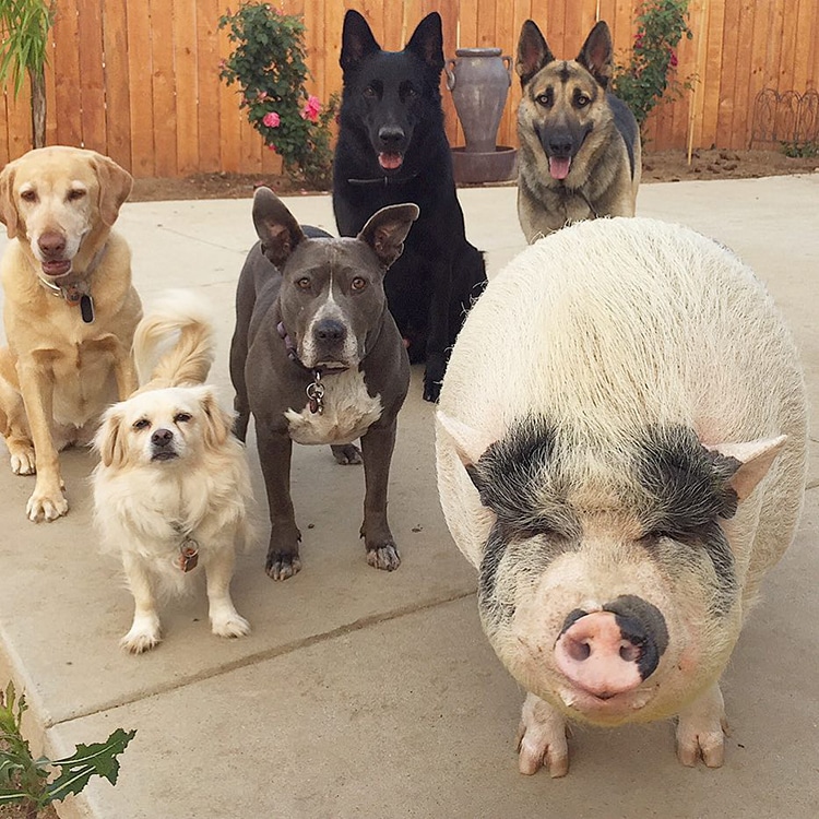 pet-pig-piggypoo-and-crew-1 Pet Pig Piggypoo and Crew