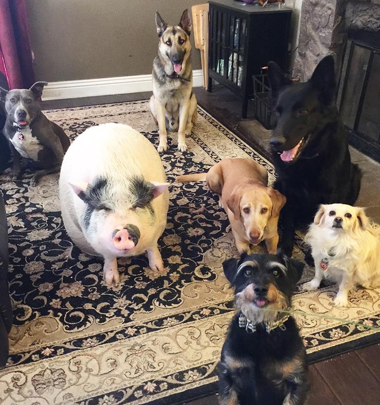 pet-pig-piggypoo-and-crew-2 Pet Pig Piggypoo and Crew Unlikely Animal Friends