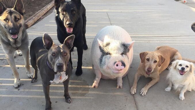 pet-pig-piggypoo-and-crew-4
