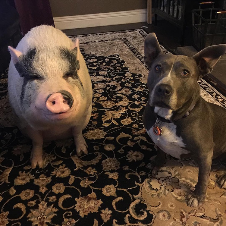 pet-pig-piggypoo-and-crew-5 Pet Pig Piggypoo and Crew