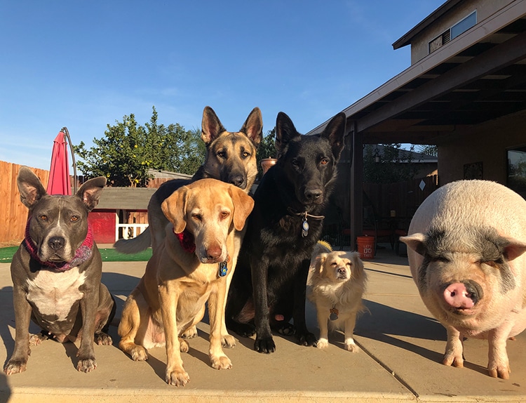 pet-pig-piggypoo-and-crew-7 Pet Pig Piggypoo and Crew