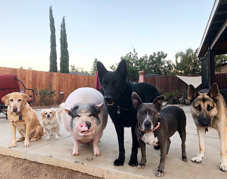 pet-pig-piggypoo-and-crew-8 Pet Pig Piggypoo and Crew