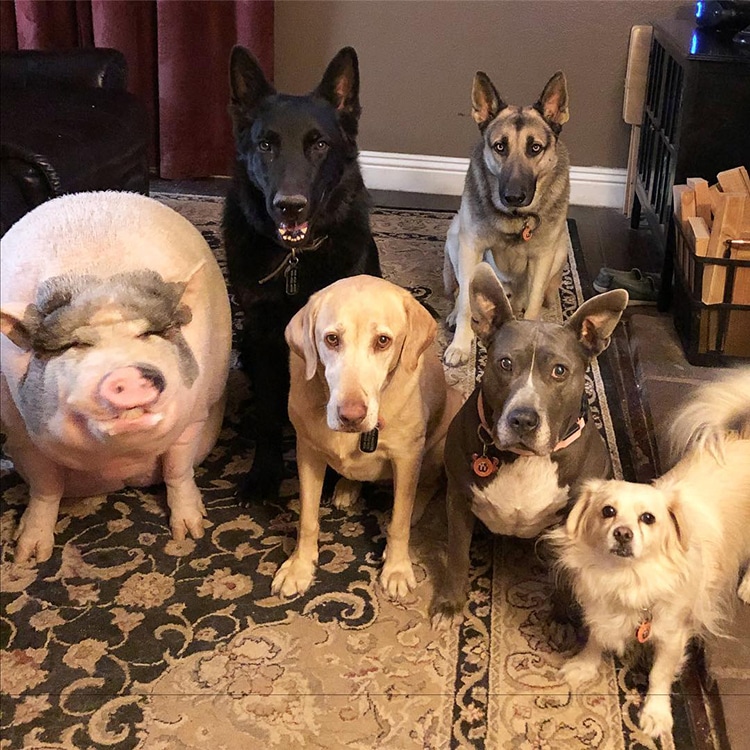 pet-pig-piggypoo-and-crew-9 Pet Pig Piggypoo and Crew