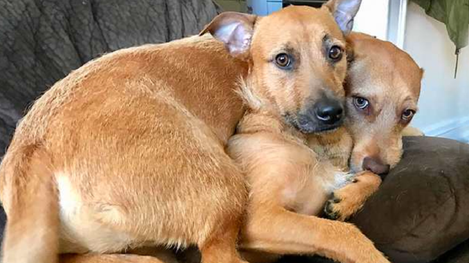 rescue-dog-meets-his-twin-from-another-mother-on-the-street-and-convinces-mom-to-bring-him-home-02