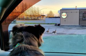 untitled-8-1-300x195-1