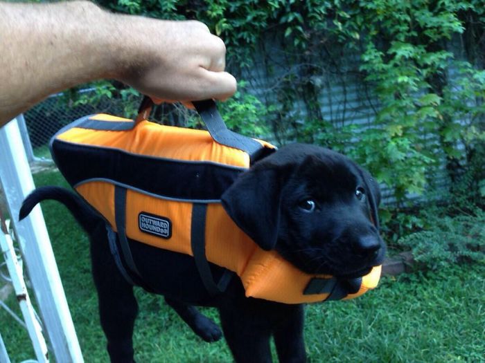 15-photos-proving-that-retrievers-are-the-best-dogs-ever-04