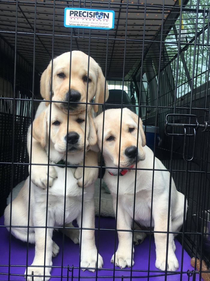 15-photos-proving-that-retrievers-are-the-best-dogs-ever-10
