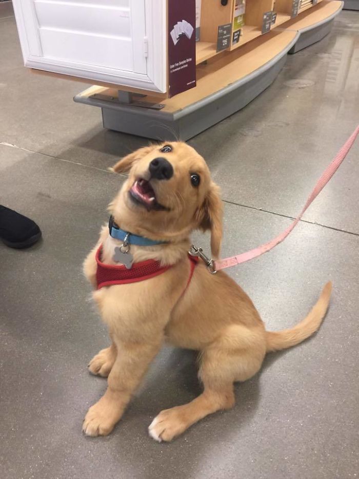 15-photos-proving-that-retrievers-are-the-best-dogs-ever-12